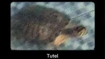 Tutel.