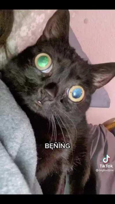 I'd die for this cat