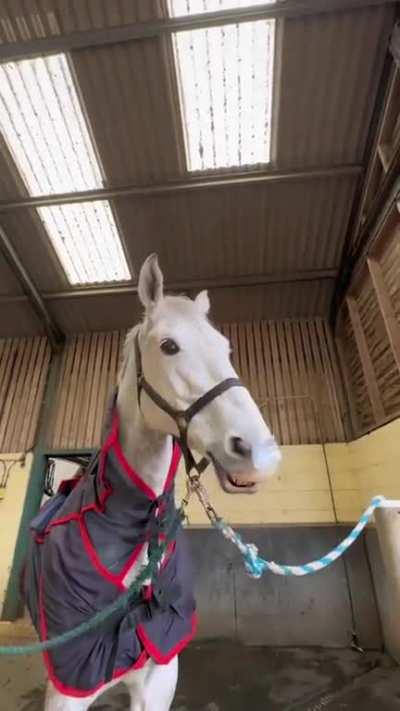 PSA: Immer Panzertape dabei haben, wenn man an Pferdeweiden vorbei kommt