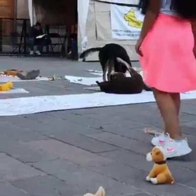 People in Mexico placed toys out for stray dogs who have never had one.