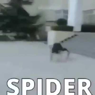 Skater, the spider