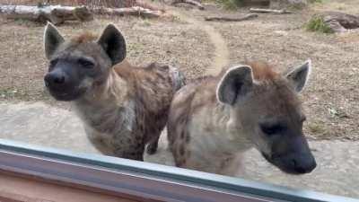 Posting yeens every day until I get to pet one day 696 they want to floof