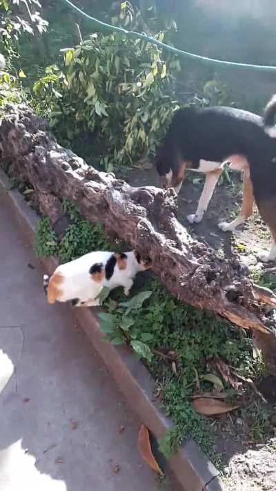 Exploring the garden 🐱🍃🐶