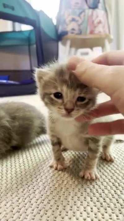 illegally smol gang of criminals enjoying their rec time in the ‘yard’