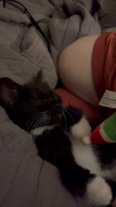 Booping a foster kitten to sleep