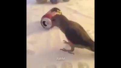 vibing birb