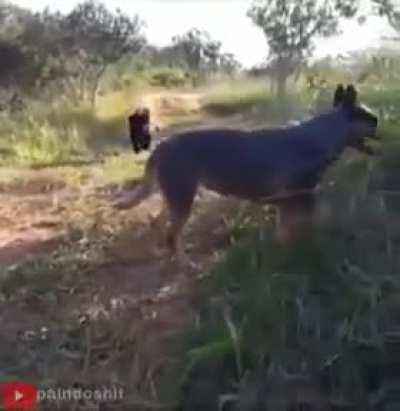 rex conseguiu um novo amigo