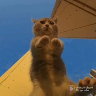 cAt BEiNg aBDuCt bY fUcKIng aLiEnS