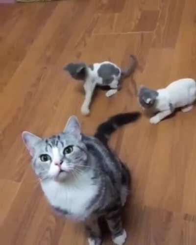 Kittens will play with anything.