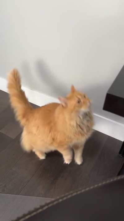 Our little oranger, doing orange things.