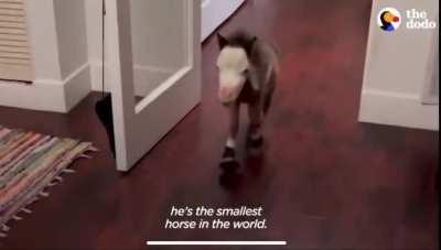 Самая маленькая лошадка