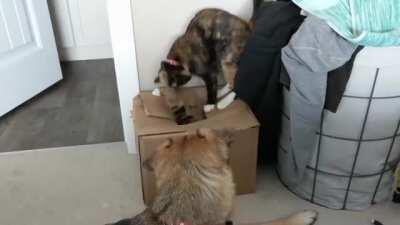 Cat emerges out of the cat dimension