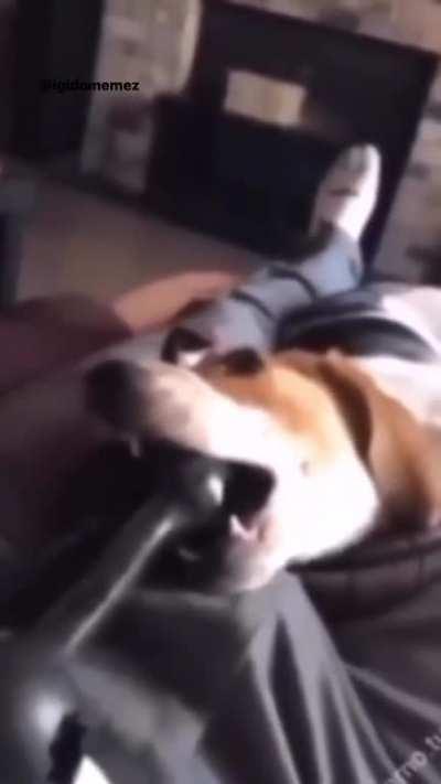 Such a cool dog until