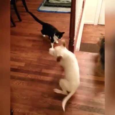 Cat VS Dog