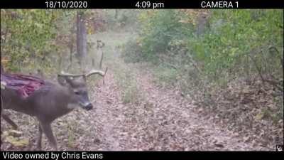 Олень без спины. Как в том анекдоте: