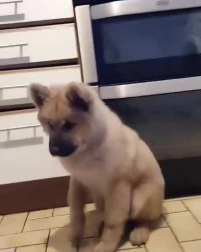 The Favourite Food Dance