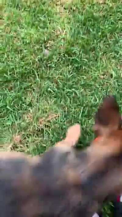 Me and my puppy playing fetch