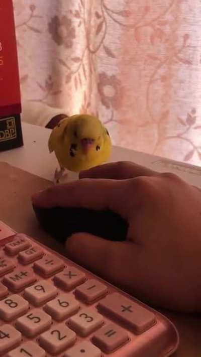 He talks to every single thing in the room. Is there something wrong (excessively hormonal, etc) or whatever with Tori? 😅