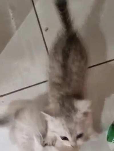 Buddy & Bailey are illegally LOUD every meal and snack time.