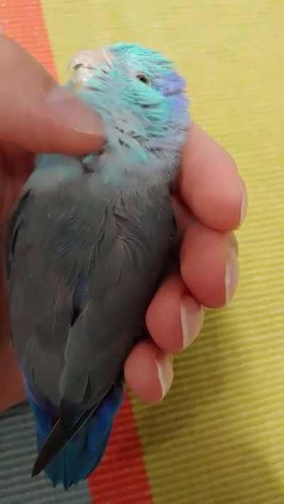 This is Pako. He is almost 2 now.