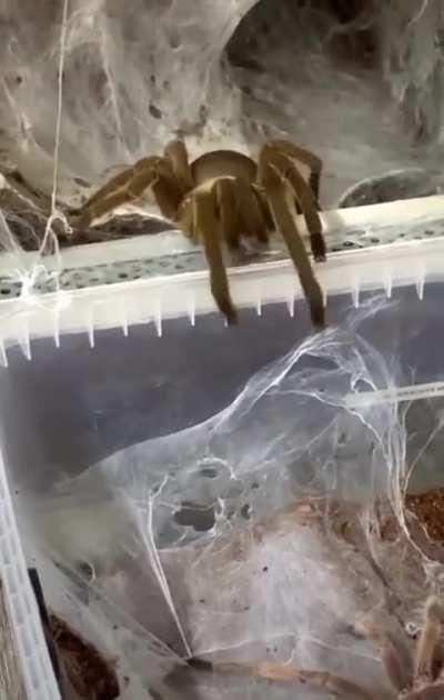 What is this spider doing? My friend sent me this video, I thought it was so cute! (Not original post, if this is a repost I will happily take it down)