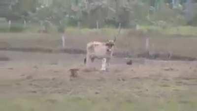 Cuanta la leyenda que se vino a mujico hizo carrera politica y llego hasta la prejidencia...