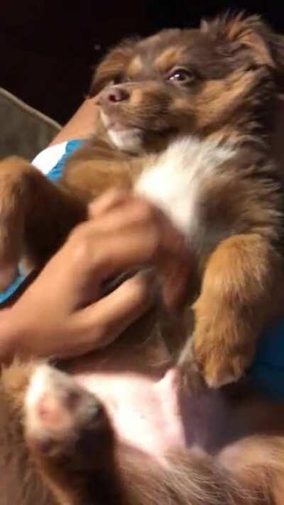 Timber The Aussie Says Good Morning ☀️