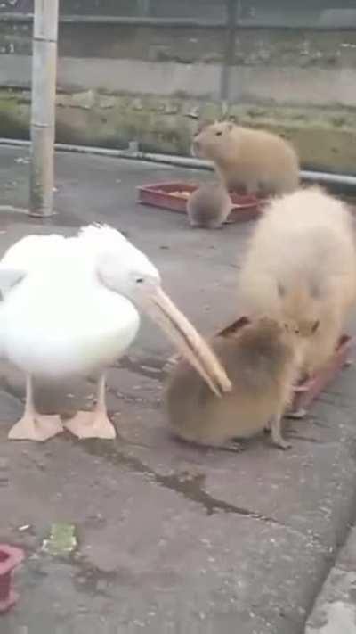 Capybarasincritters