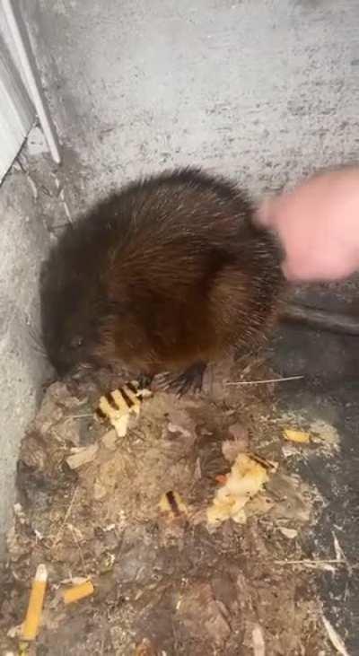 WCGW Petting a giant rat