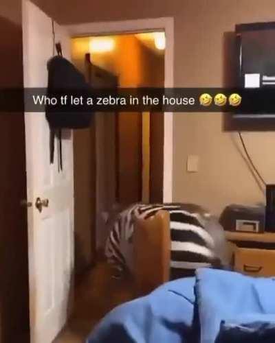 moldy zebra