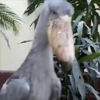 Diabo em forma de ave