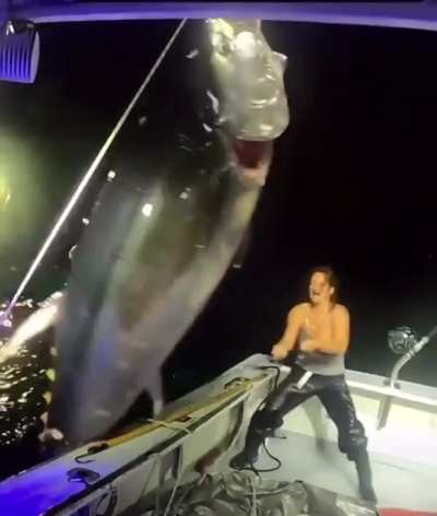 The size of a blue fin tuna fish