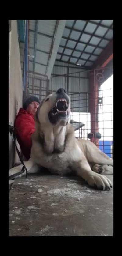 Central Asian Shepherd Dogs is a legendary guardian livestock breed and known to scare away bears and wolves. Big Boi.
