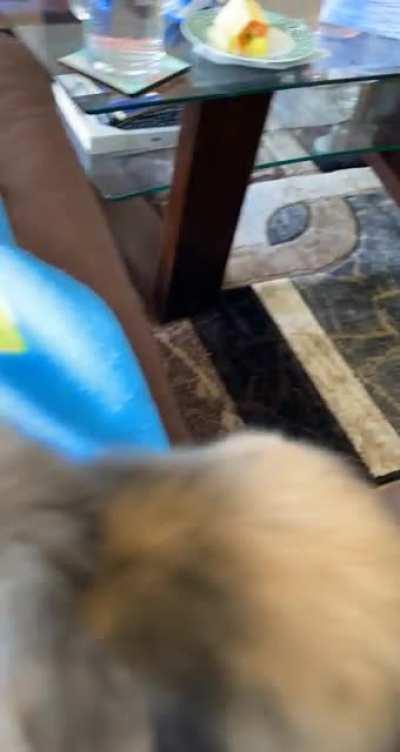 Little bunny big jump