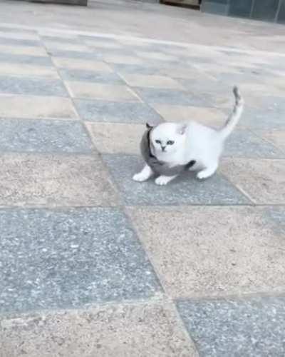 Onward, my cat of war!