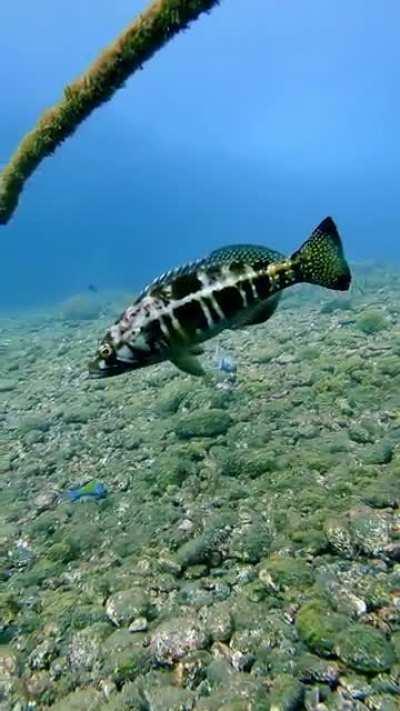 Ему там явно нравилось, но жизнь сурова