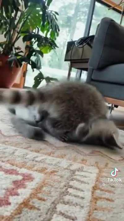 Енотик и Лисёнок