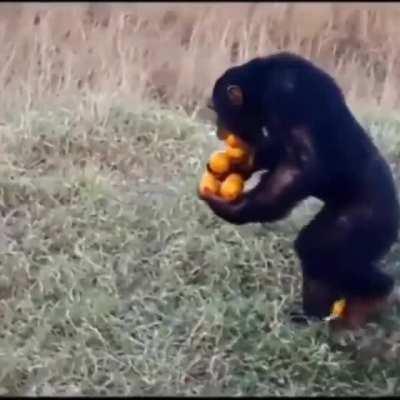 When the store askes you to pay $.25 per bag, and you don't want to pay $.25 per bag