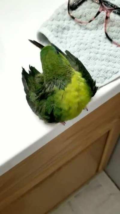 FreshBirb