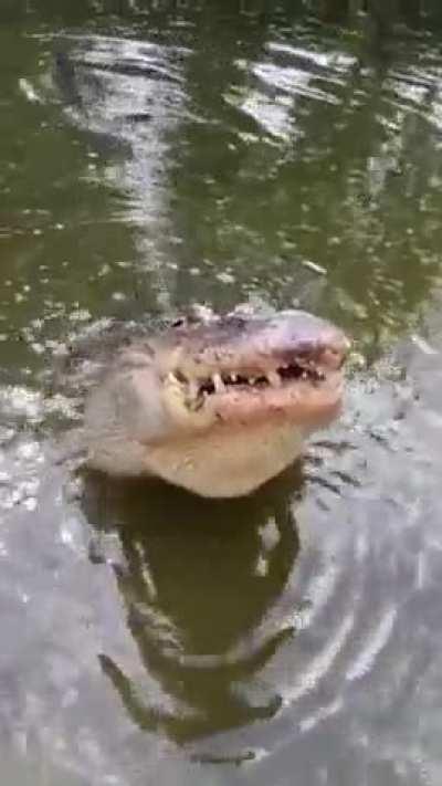 Woow how does it vibrate and for what?