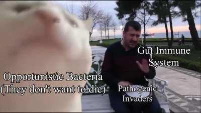 Petty Politics in the Gut Biome