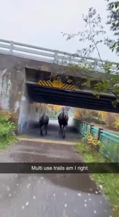 Average Alaskan bike ride [OC]