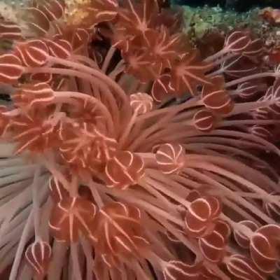 Hypnotising coral