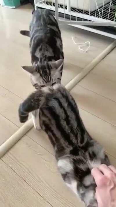 Definition of jerk right here