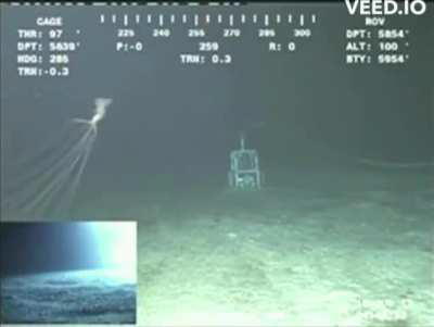 All Magnapinna squids know the low rider