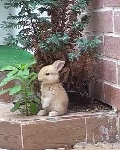 This cute rabbit