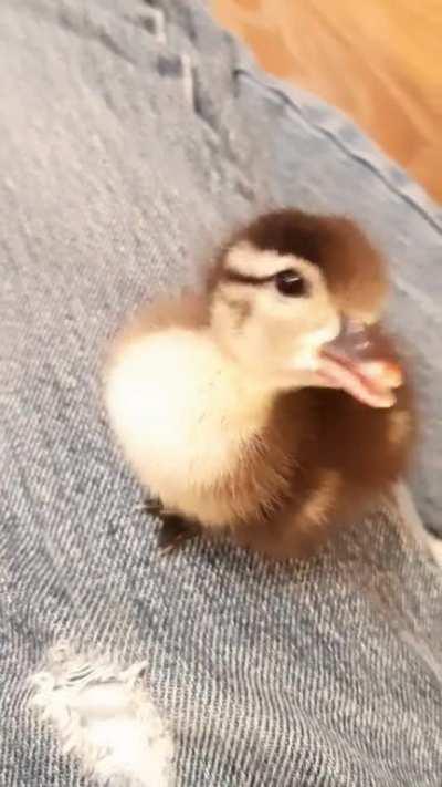 Such an attention seeker haha