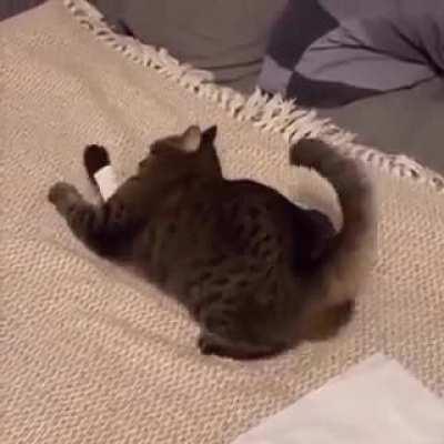 When your cat prefers the receipt over the toys you bought..