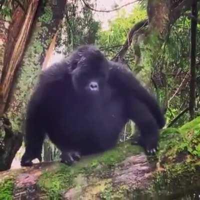 Chimp proved very popular