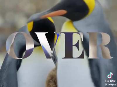 Bring me your Epic: Memes.